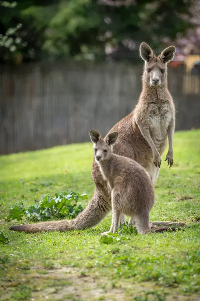 stock image The menagerie, the zoo of the plant garden. View of a mother giant kangaroo and it's baby
