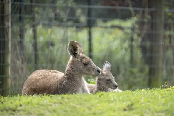 stock image The menagerie, the zoo of the plant garden. View of a mother giant kangaroo and it's baby