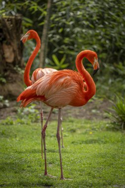 Hayvanat bahçesi, bitki bahçesinin hayvanat bahçesi. Yeşil çimen parkındaki kırmızı flamingo kolonisinin görüntüsü