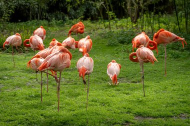 The menagerie, the zoo of the plant garden. View of a colony of red flamingos in a green grass park clipart