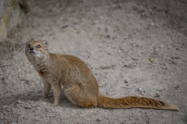 Hayvanat bahçesi, bitki bahçesinin hayvanat bahçesi. Parktaki sarı firavun faresi manzarası
