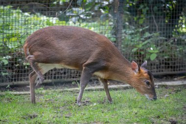 Paris, France - 04 06 2024: The menagerie, the zoo of the plant garden. View of a reeves muntjac, primitive and barking deer clipart