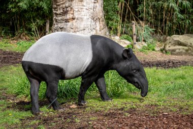 Hayvanat bahçesi, bitki bahçesinin hayvanat bahçesi. Parkta bir Malezya tapirinin görüntüsü