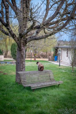 View of a brown Siamese cat sitting on a bench, under a leafless walnut tree in a green garden in the Normandy countryside clipart