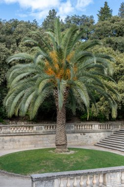 The Gardens of The Fountain. View of a huge a palm tree in the park clipart