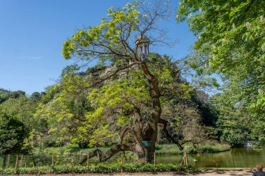 Paris, Fransa - 05: 11 2024: Park Buttes-Chaumont. The Sophora of Japan Ağacı, Belvedere Adası, Sibyl Tapınağı ve Göl manzarası