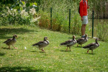 Paris, Fransa - 07: 20 2024: Clichy-Batignolles Martin Luther King Park. Parktaki bir grup kazın manzarası