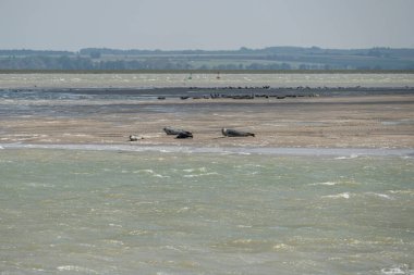 Le Hourdel 'de martılarla sahilde yatan fok sürüsünü izleyin.