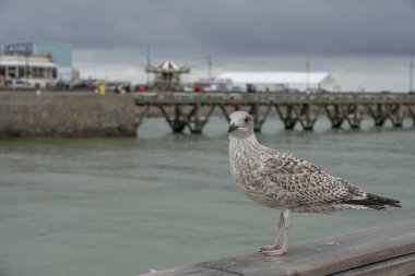 Le Treport, Fransa - 09: 16 2024 Limanı, iskeleyi, bir martıyı ve bulutlu gökyüzünü görmek