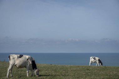 Ault, France - 09 15 2024: View of a herd of cattle standing on the fields, with cliffs and sea behind clipart