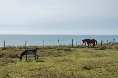 Bir eşek ve bir atın tarlalarda duruşu, kayalıklar ve deniz arkası