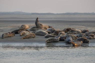 Gün batımında sahilde yatan bir grup fok balığını izleyin.