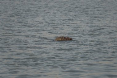 Gün batımında denizde yüzen bir fokun görüntüsü