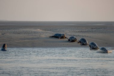 Gün batımında sahilde yatan bir grup fok balığını izleyin.