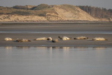 Gün batımında sahilde yatan bir grup fok balığını izleyin.