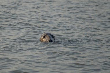 Gün batımında denizde yüzen bir fokun görüntüsü
