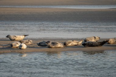 Gün batımında sahilde yatan bir grup fok balığını izleyin.