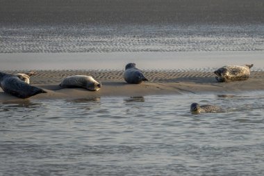 Gün batımında sahilde yatan bir grup fok balığını izleyin.