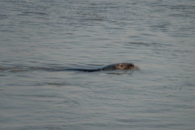 Gün batımında denizde yüzen bir fokun görüntüsü