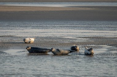 Gün batımında sahilde yatan bir grup fok balığını izleyin.