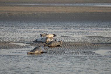 Gün batımında sahilde yatan bir grup fok balığını izleyin.