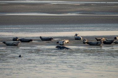 Gün batımında sahilde yatan bir grup fok balığını izleyin.