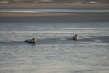 Gün batımında sahilde yatan bir grup fok balığını izleyin.