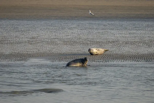 Gün batımında sahilde yatan bir grup fok balığını izleyin.