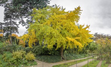 Boulogne-Billancourt, Fransa - 112 2024: Albert Kahn 'ın bahçesi. Japon bahçesindeki sarı bir ağacın panoramik görüntüsü