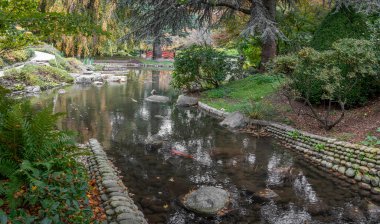 Boulogne-Billancourt, France - 11 12 2024: Albert Kahn's garden. Pan9oramic view of a Koi pond, colorful trees and red maple leaves in a Japanese garden in autumn clipart