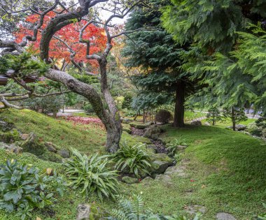 Boulogne-Billancourt, France - 11 12 2024: Albert Kahn's garden. Panoramic view of colorful trees in a Japanese garden in autumn clipart