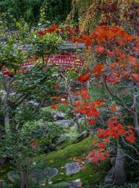 Boulogne-Billancourt, France - 11 12 2024: Albert Kahn's garden. Panoramic view of a Koi pond, colorful trees and a bridge in a Japanese garden in autumn clipart