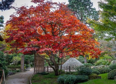 Boulogne-Billancourt, France - 11 12 2024: Albert Kahn's garden. Panoramic view in a Japanese garden clipart