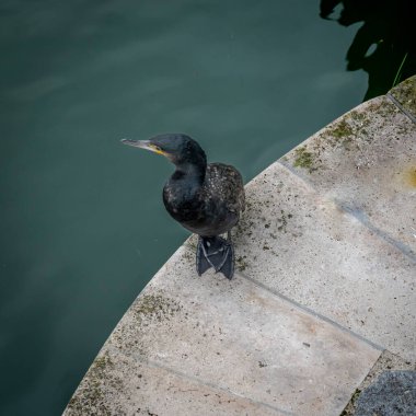 View of  one black cormorant near the edge of the Ourcq canal clipart