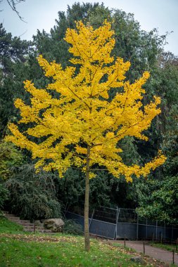 Paris, Fransa - 11 11 11 2024: Park Buttes Chaumont. Fevkalade ağaçların ve sonbahar renklerine sahip bitki örtüsünün panoramik görüntüsü