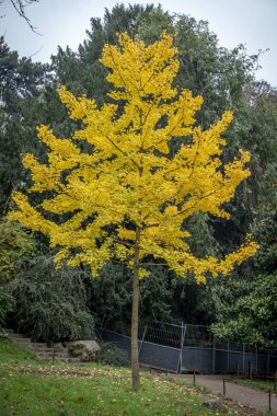 Paris, France - 11 11 2024: Park Buttes Chaumont. Panoramic view of remarkable trees and vegetation with fall colors clipart