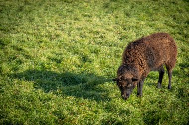 Vaux-le-Vikont bahçesinde kahverengi bir koyun manzarası