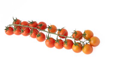 Beyaz arka planda bir domates dalını kapat.