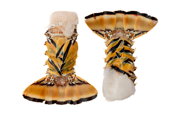 Натюрморт Закрыть два свежих хвоста омаров на белом фоне