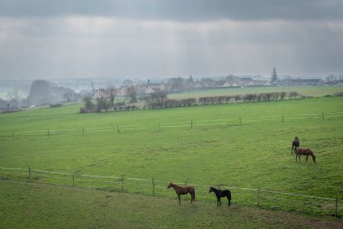 Çayırda dört siyah ve kahverengi at bulutlu bir gökyüzü ve ışık ışınlarıyla yiyor ve koşuyor