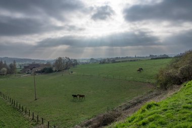 Çayırda dört siyah ve kahverengi at bulutlu bir gökyüzü ve ışık ışınlarıyla yiyor ve koşuyor