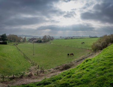 Çayırda dört siyah ve kahverengi at bulutlu bir gökyüzü ve ışık ışınlarıyla yiyor ve koşuyor