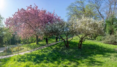 Paris, Fransa - 04 06 2025: Buttes-Chaumont Parkı. Yaya yolu olan tepedeki dev bir Japon kiraz ağacının panoramik görüntüsü