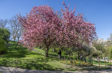 Paris, Fransa - 04 06 2025: Buttes-Chaumont Parkı. Yaya yolu olan tepedeki dev bir Japon kiraz ağacının panoramik görüntüsü