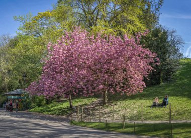 Paris, Fransa - 04 06 2025: Buttes-Chaumont Parkı. Tepedeki dev bir Japon kiraz ağacının panoramik görüntüsü, genç bir kadın ve genç bir adam aşağıda oturuyor ve kadın ağacı çiziyor.