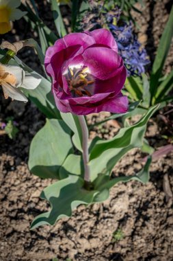 Jardin des plantes. Mor lale çiçeklerini yakın plan çek.