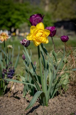 Jardin des plantes. Renkli çiçek tarhının yakın plan çekimi