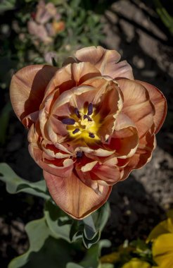 Jardin des plantes. Turuncu lale çiçeklerini yakın plan çek.