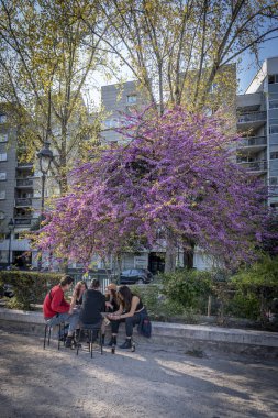 Paris, Fransa - 04 05 2025: La Villette Havzası. Yehuda ağacının altında oturup bira içip sohbet eden bir grup genç.