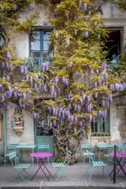 Paris, Fransa - 04: 12 2025: Au Vieux Paris d 'Arcole. Çiçek açmış bir salkım ağacı olan tipik bir Paris restoranı manzarası